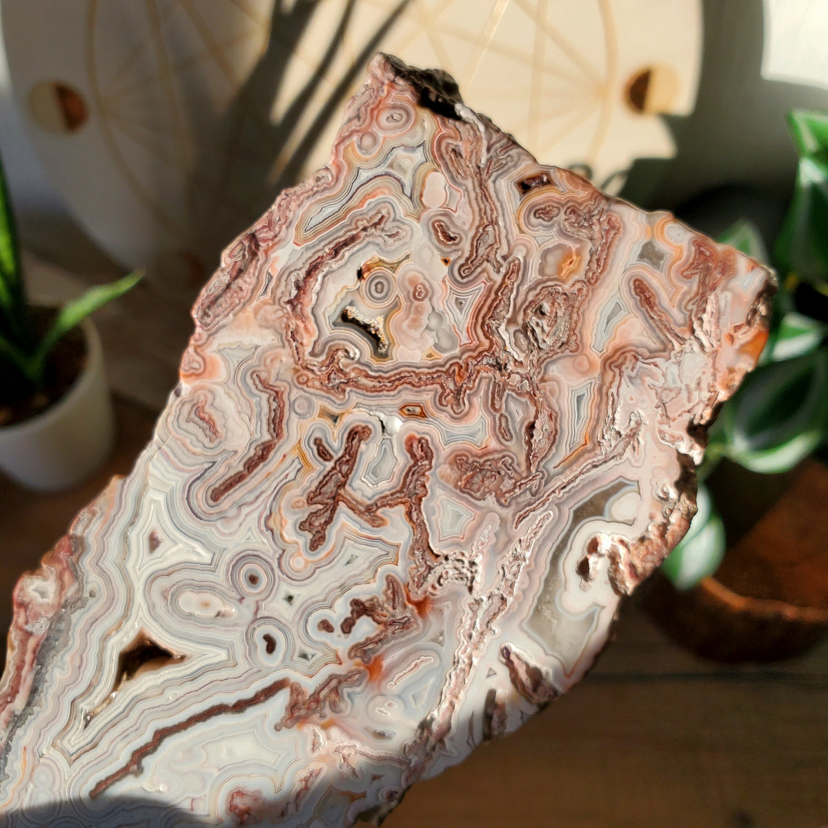 White Lace Agate Slab #1